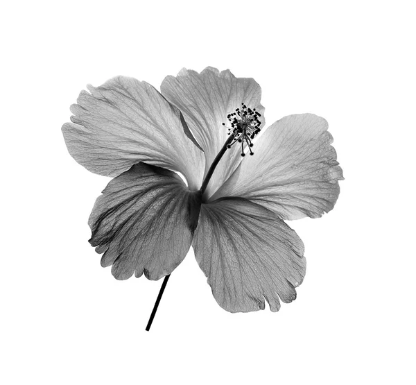 Fiore bianco e nero isolato su sfondo bianco — Foto Stock