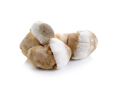 Taze pirinç saman mantar