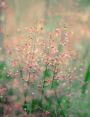 Sabah çimen çiçeği