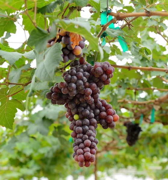 White grapes hanging from lush green vine with blurred vineyard — Stock Photo, Image