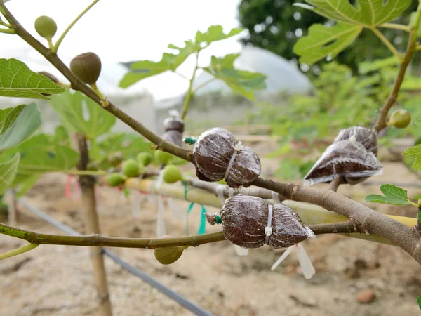 在塑料、 树嫁接的植物是农业技术 — 图库照片