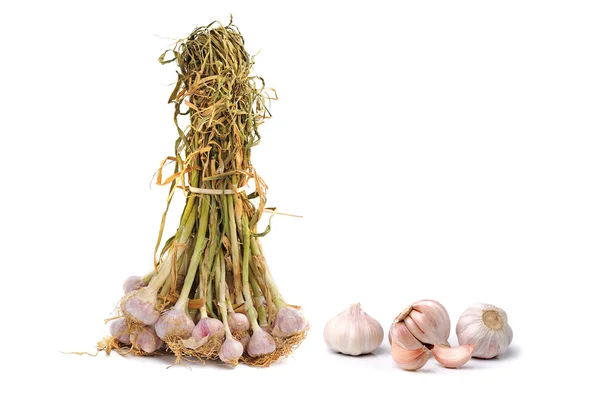 Garlic isolated on white background — Stock Photo, Image