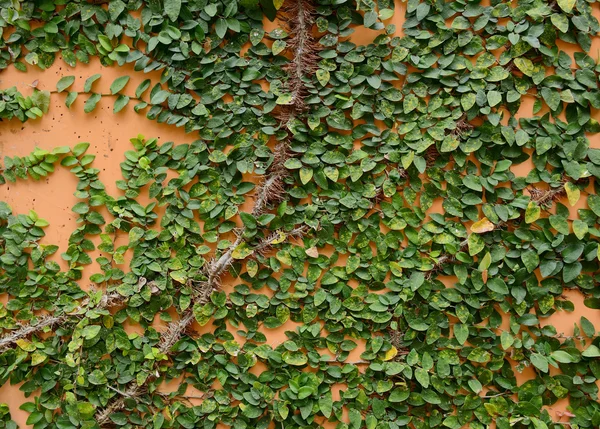 Çimento duvarda yeşil sarmaşık — Stok fotoğraf
