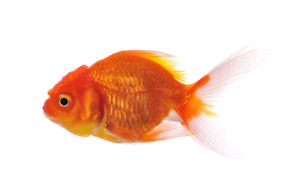 Zlaté ryby izolované na bílém pozadí — Stock fotografie