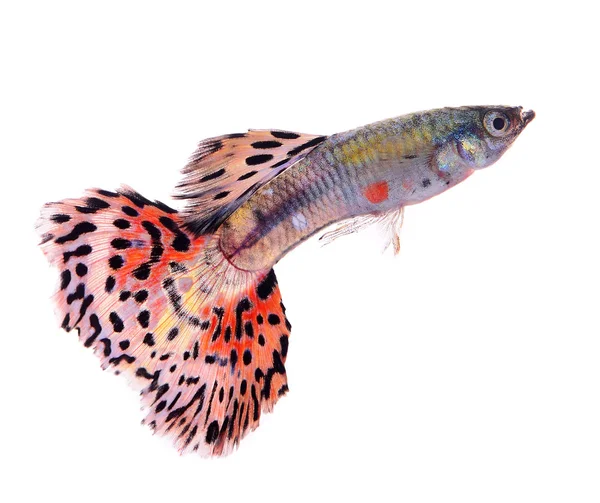 Peixe guppy isolado no fundo branco — Fotografia de Stock