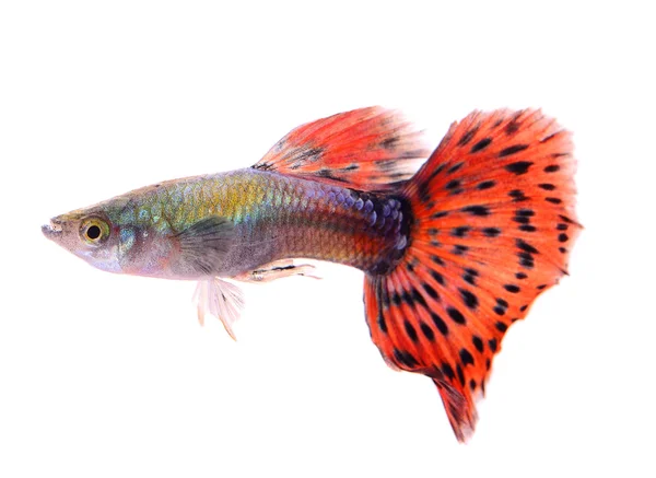 Guppy-Fische isoliert auf weißem Hintergrund — Stockfoto