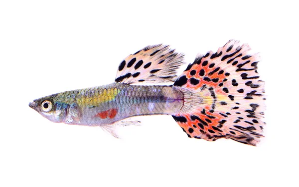 Guppy pescado aislado sobre fondo blanco — Foto de Stock