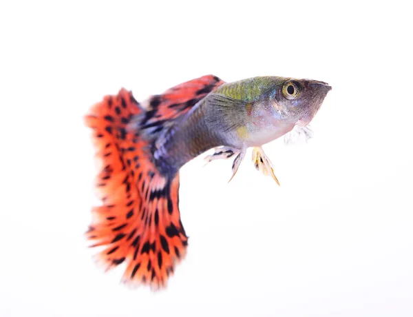 Guppy fish isolated on white background — Stock Photo, Image