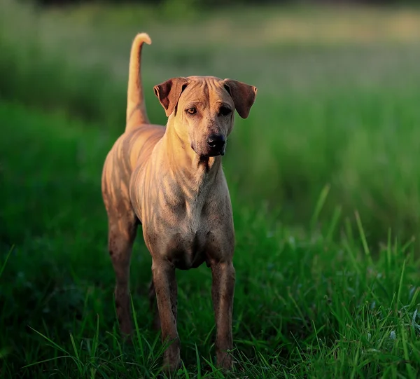 Ταϊλάνδης ridgeback σκυλί — Φωτογραφία Αρχείου