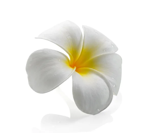 Flor de frangipani isolado fundo branco — Fotografia de Stock