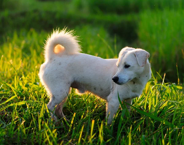 Puppy dog in green meadow grass — Stock Photo, Image