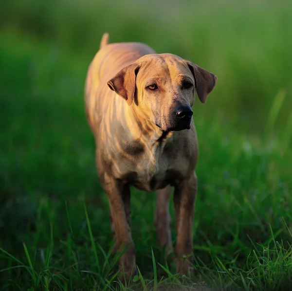 Thailändischer Ridgeback-Hund bereit zum Angriff — Stockfoto