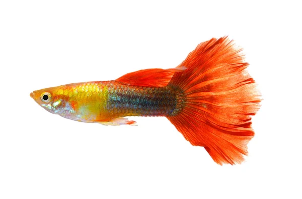 Peixe guppy isolado no fundo branco — Fotografia de Stock