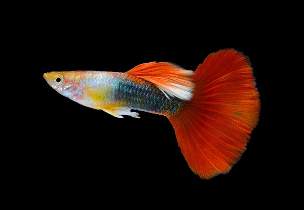 Schöne Guppy isoliert auf schwarzem Hintergrund — Stockfoto