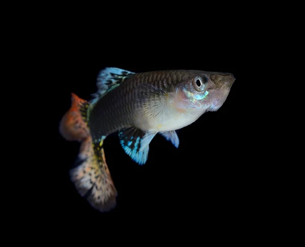 Mooie Guppy geïsoleerd op zwarte achtergrond — Stockfoto