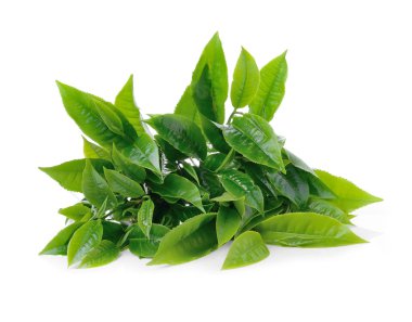 Beyaz arkaplanda yeşil çay yaprağı izole