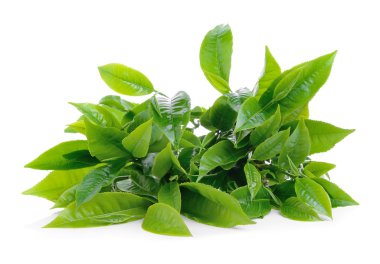 Beyaz arkaplanda yeşil çay yaprağı izole