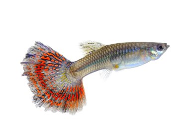 Female guppy isolated on white background clipart
