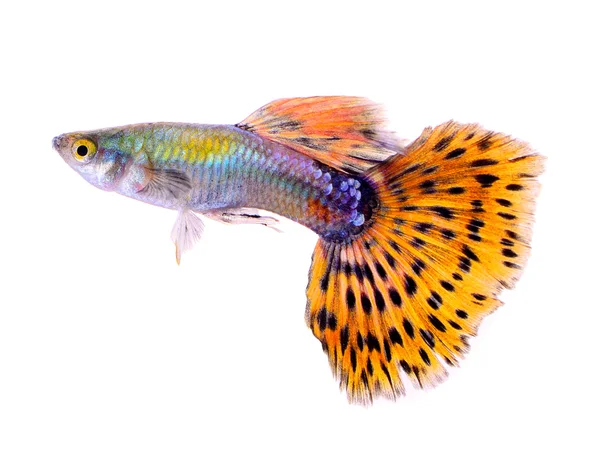 Pesce guppy isolato su sfondo bianco — Foto Stock