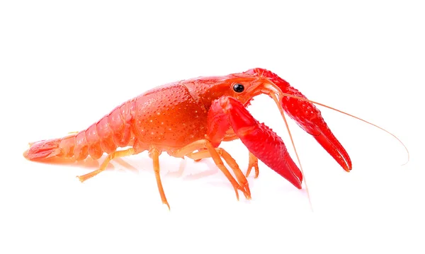 Red crawfish on white background — Stock Photo, Image