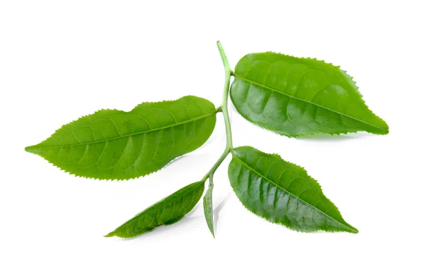 Feuille de thé vert isolé sur fond blanc — Photo