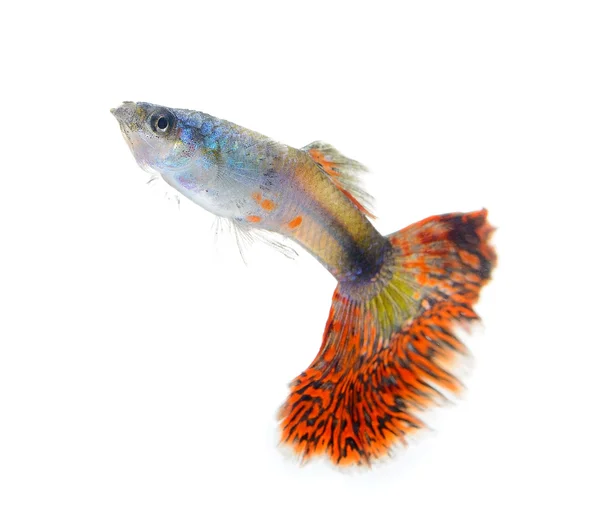 Peixe guppy isolado no fundo branco — Fotografia de Stock