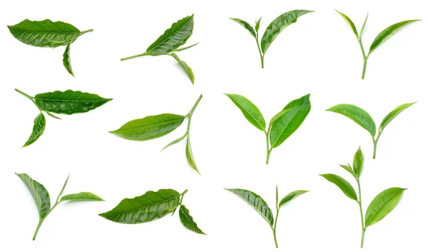 被白色背景隔离的茶叶叶子 — 图库照片