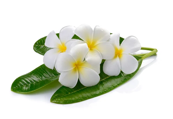 Flor de frangipani isolado fundo branco — Fotografia de Stock