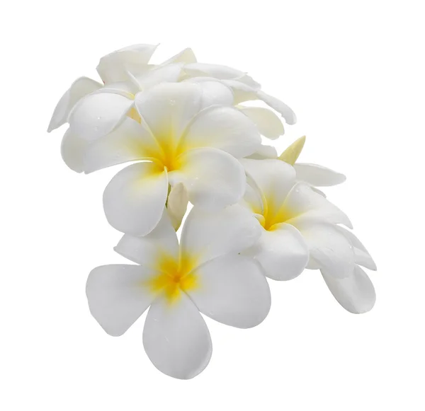 Frangipani Blume isoliert weißen Hintergrund — Stockfoto