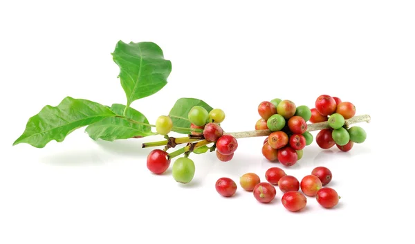 Chicchi di caffè freschi isolati su sfondo bianco — Foto Stock