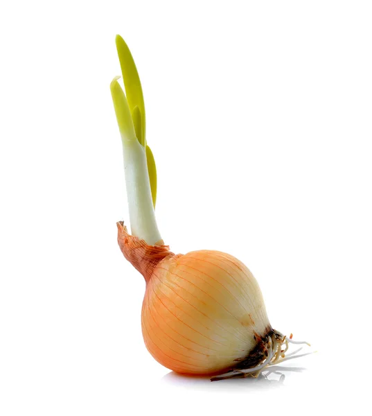 Onion on white background — Stock Photo, Image