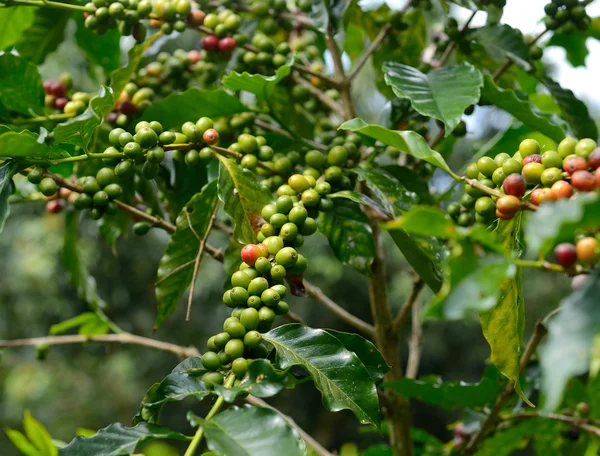 Kaffe träd — Stockfoto