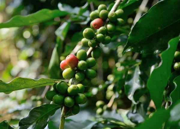 Kaffe träd — Stockfoto