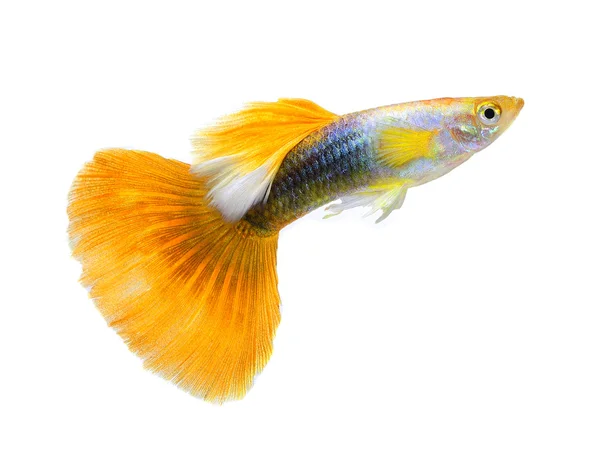 Guppy-Fische isoliert auf weißem Hintergrund — Stockfoto