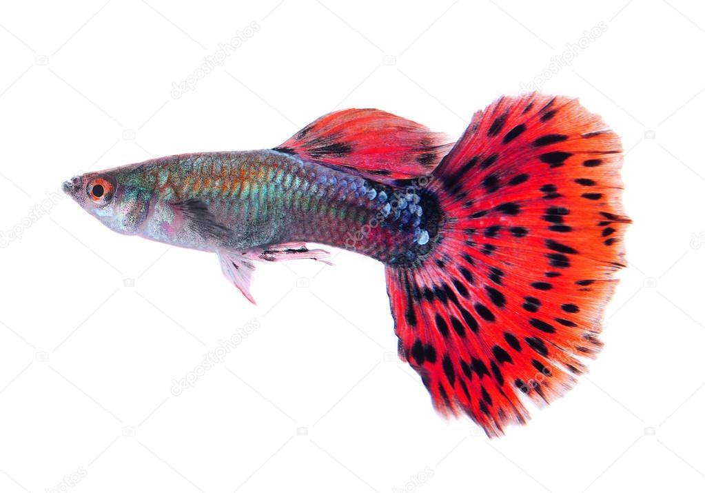 Guppy fish isolated on white background Stock Photo by sommaill