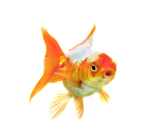 Gold fish Isolation on the white background — Stock Photo, Image