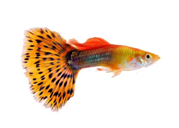 Guppy-Fische isoliert auf weißem Hintergrund — Stockfoto