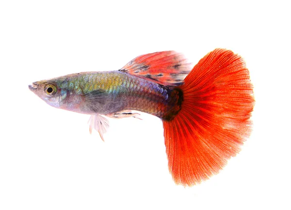 Peixe guppy isolado no fundo branco — Fotografia de Stock