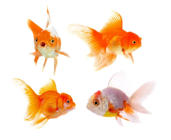 Gold fish isolated on white background Stock Image