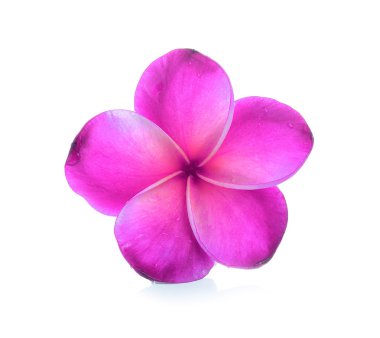 Beyaz arkaplanda izole Frangipani çiçeği