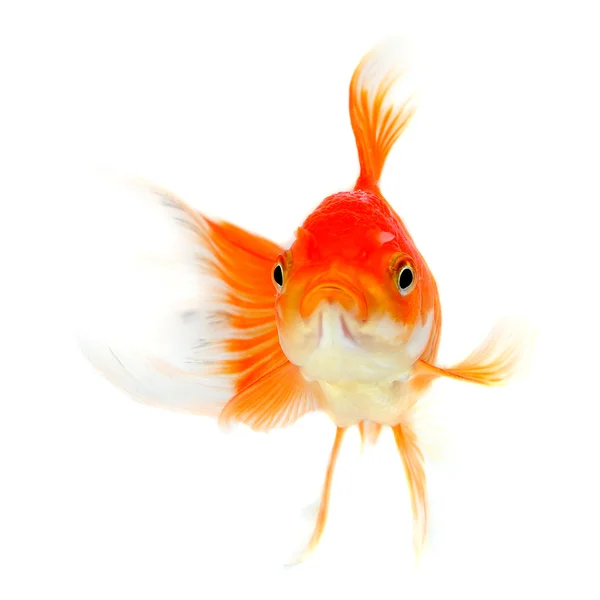 Gold fish. Isolation on the white — Stock Photo, Image