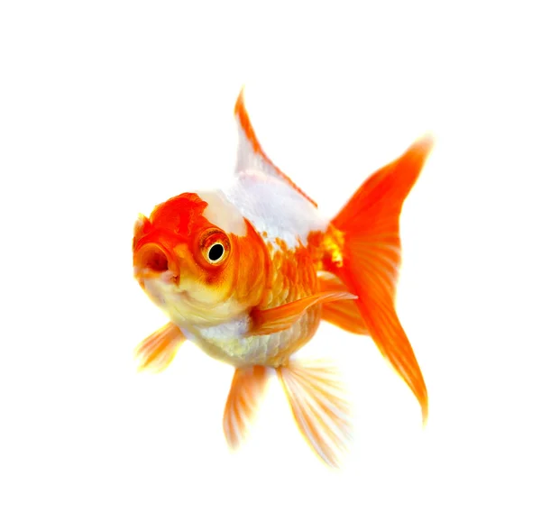 Goldfisch Isolation auf weißem Hintergrund — Stockfoto