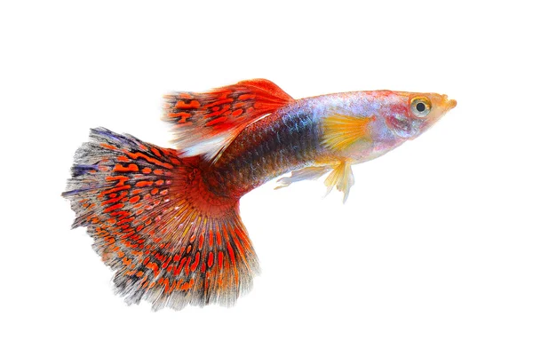 Guppy fish isolated on white background — Stock Photo, Image