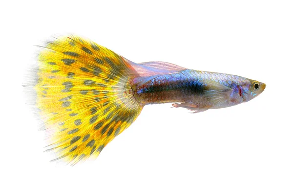 Peixe guppy isolado no fundo branco — Fotografia de Stock