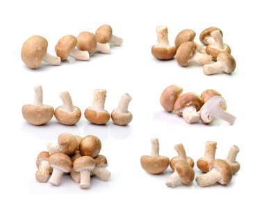  Shiitake mantarı beyaz arkaplanda izole edilmiş.
