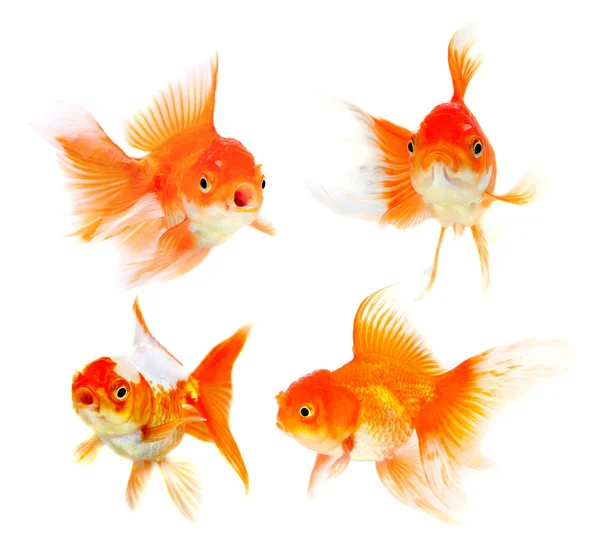 Orange Goldfish Isolated on White Background — Stock Photo, Image