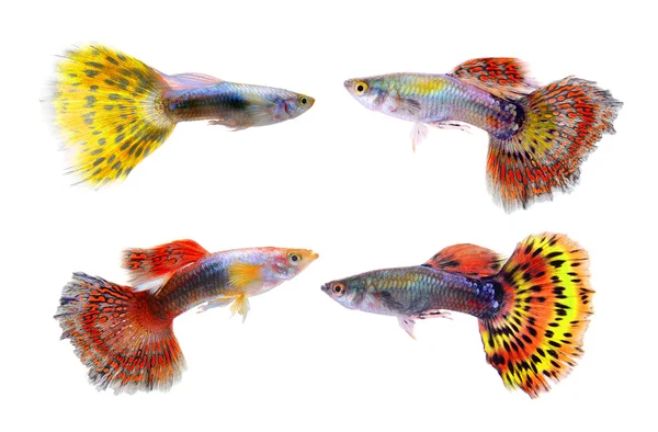 Χρωματιστό ψαράκι ψάρια που απομονώνονται σε λευκό φόντο — Φωτογραφία Αρχείου