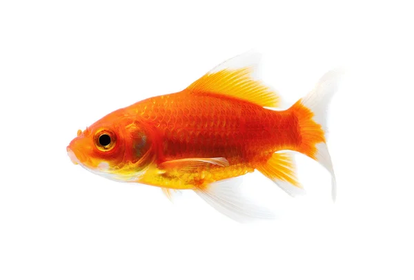 Goldfish Isolated on White Background — Stock Photo, Image
