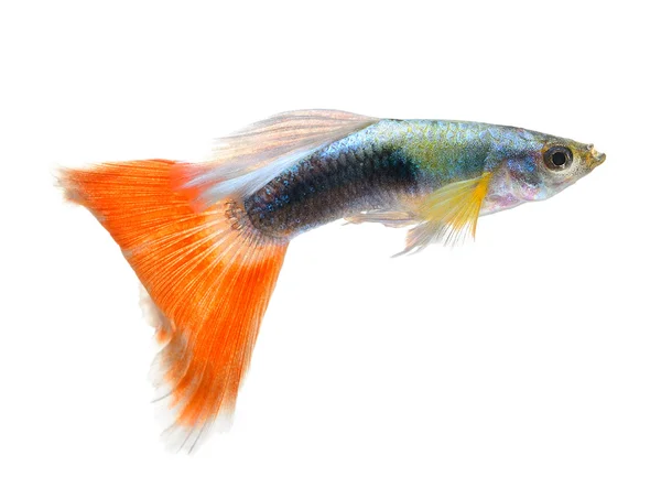 Krásné Guppy izolované na černém pozadí — Stock fotografie