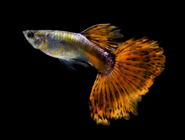 Guppy ryby izolované na černém pozadí — Stock fotografie